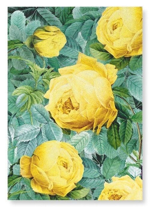 ROSA SULFUREA Art Print