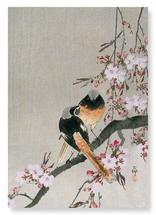 REDSTARTS AND CHERRY Japanese Art Print