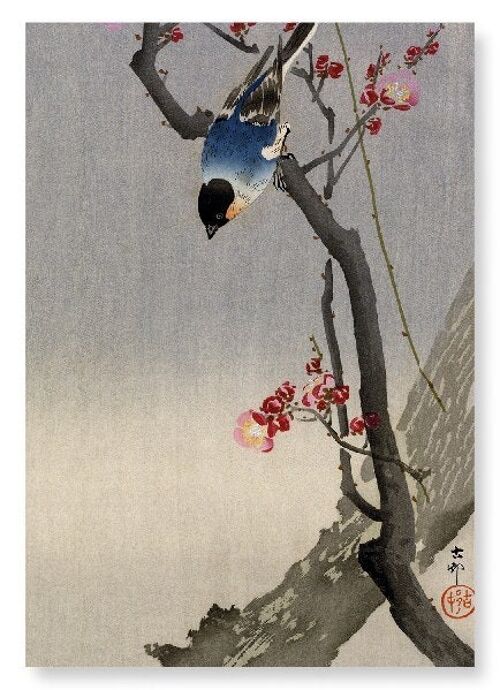 BULLFINCH BIRD Japanese Art Print