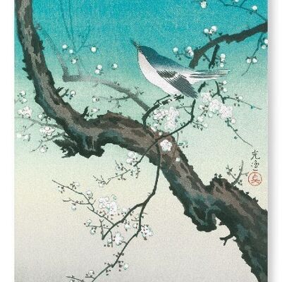 BUSH WARBLER AND PLUM BLOSSOMS Japanese Art Print