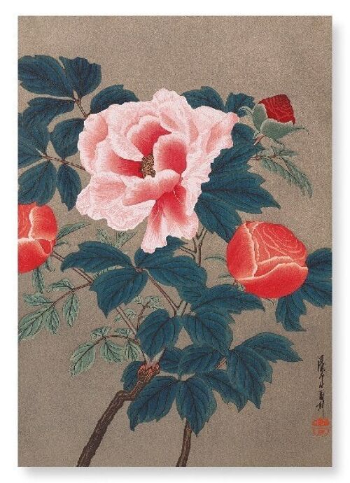PEONIES 1900S  Japanese Art Print