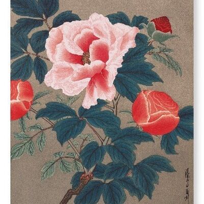 PIVOINES DES ANNÉES 1900 Impression d'Art Japonais