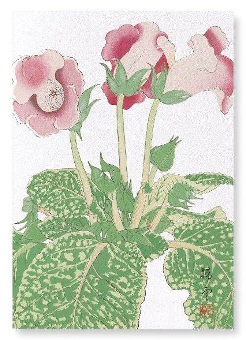 GLOXINIA FLOWER C.1910  Japanese Art Print