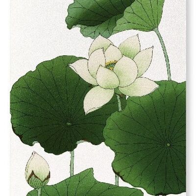 LOTUS FLOWER Japanese Art Print