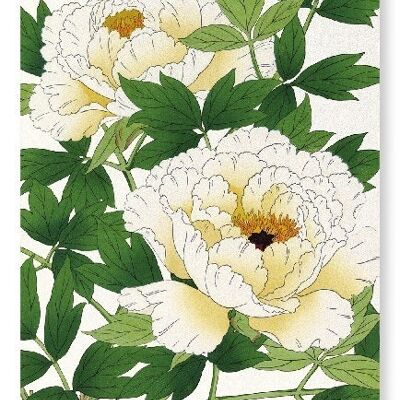 WHITE PEONY Japanese Art Print