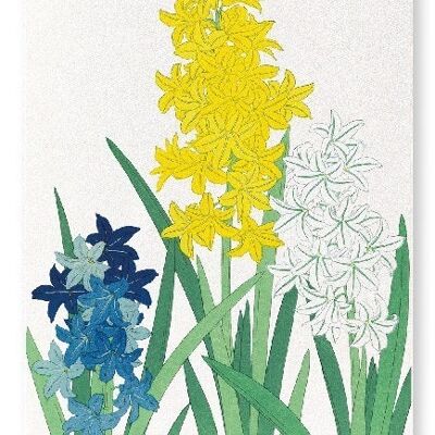 HYACINTHS Japanese Art Print