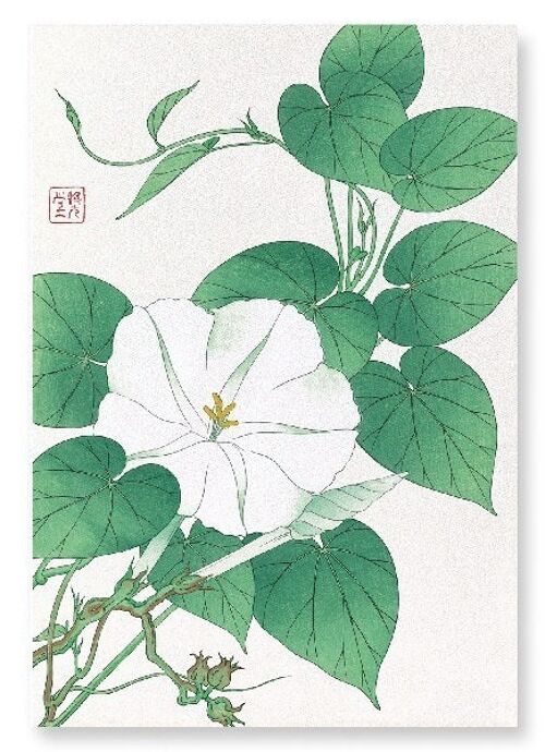 WHITE MORNING GLORY Japanese Art Print