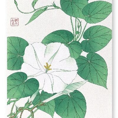 WHITE MORNING GLORY Japanese Art Print