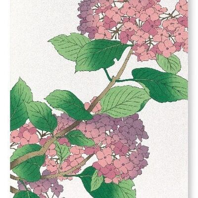 Hortensie japanischer Kunstdruck