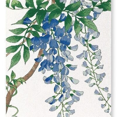 BLUE WISTERIA Japanese Art Print