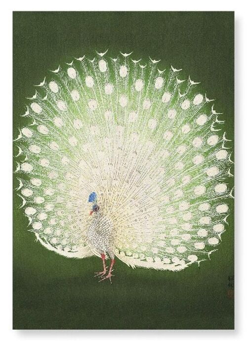 WHITE PEACOCK Japanese Art Print