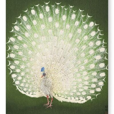 WHITE PEACOCK Japanese Art Print