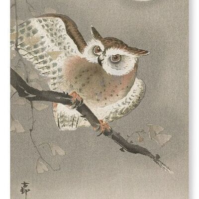 LONG-EARED OWL Japanese Art Print