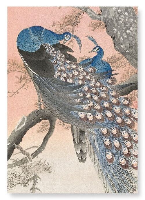 COUPLE OF PEACOCKS Japanese Art Print