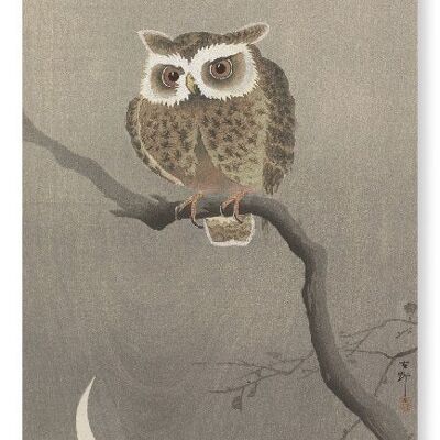 LONG-EARED OWL ON TREE BRANCH Japanese Art Print