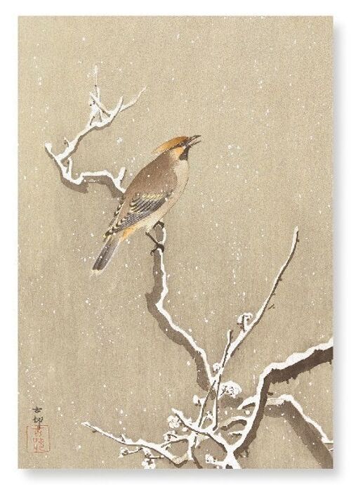 WAXWING BIRD ON SNOWY BRANCH Japanese Art Print