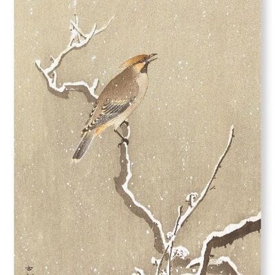 WAXWING BIRD ON SNOWY BRANCH Japanese Art Print