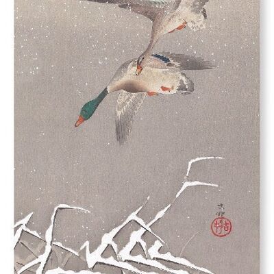 TWO MALLARDS DUCKS IN FLIGHT Japanese Art Print