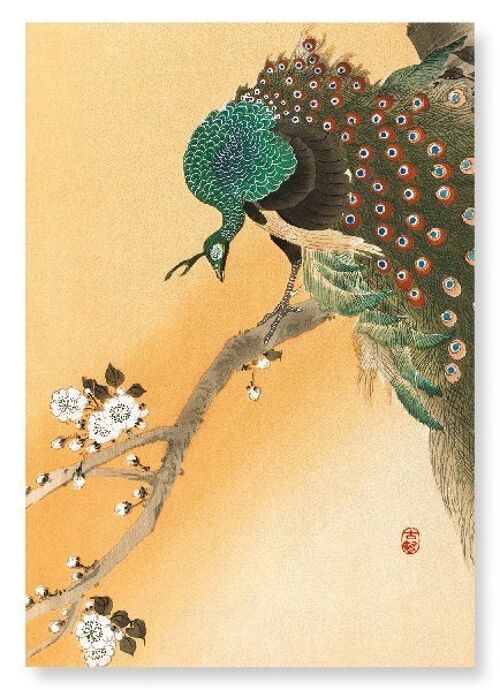 PEACOCK ON CHERRY BLOSSOMS Japanese Art Print