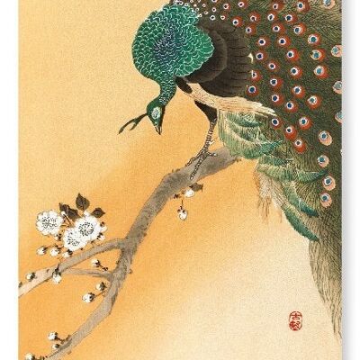 PEACOCK ON CHERRY BLOSSOMS Japanese Art Print