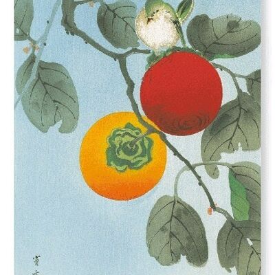 WHITE-EYE ON PERSIMMON TREE C.1930  Japanese Art Print