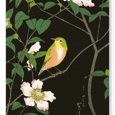 JAPANESE WHITE-EYE AND CAMELLIA C.1930  2xPrints