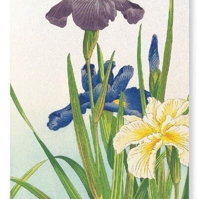THREE IRIS FLOWERS 1937  Japanese Art Print
