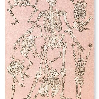 STUDIE VON SKELETONS FRONT 1881 Japanischer Kunstdruck