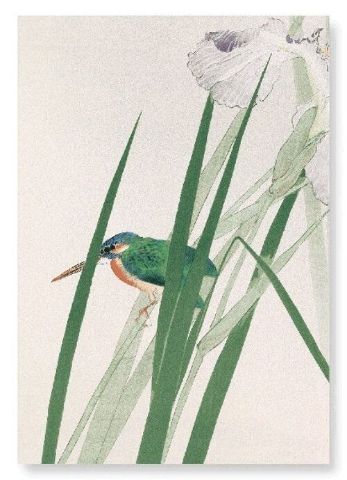 KINGFISHER AND IRIS C.1900  Japanese Art Print