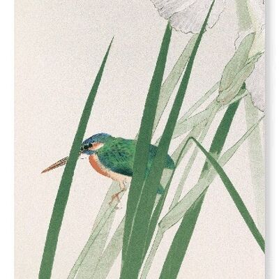 KINGFISHER AND IRIS C.1900  Japanese Art Print