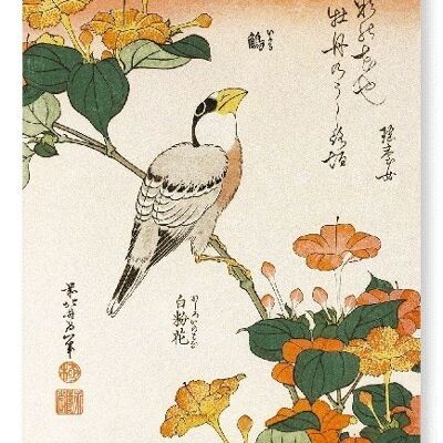 JAPANESE GROSBEAK WITH MARVEL-OF-PERU FLOWERS C.1834  2xPrints