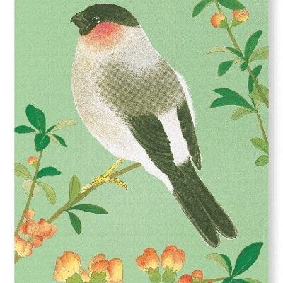 EURASIAN BULLFINCH WITH CHINESE QUINCE C.1930  2xPrints