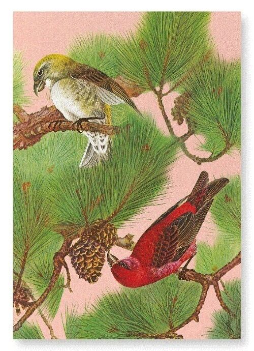 COMMON CROSSBILL BIRDS ON PINE TREE C.1930  2xPrints