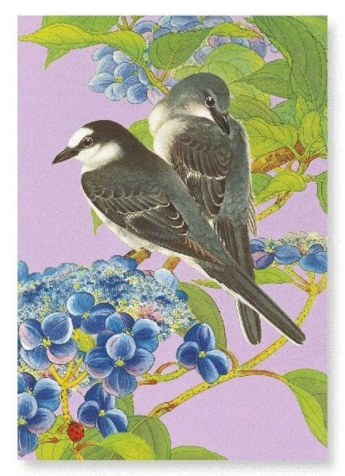 ASHY MINIVET BIRDS WITH HYDRANGEA C.1930  2xPrints
