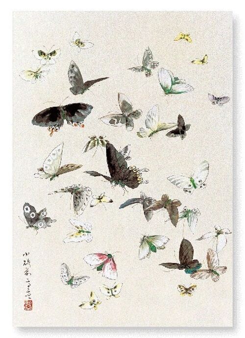 BUTTERLFLIES AND MOTHS 1830-1850  Japanese Art Print
