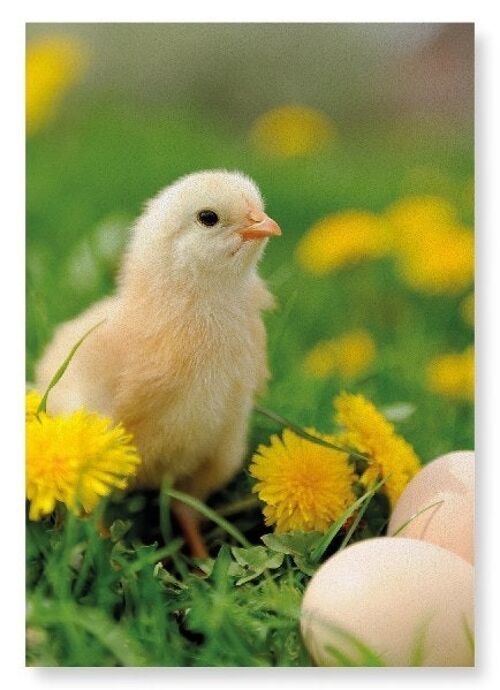 EASTER CHICK Art Print