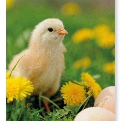 EASTER CHICK Art Print