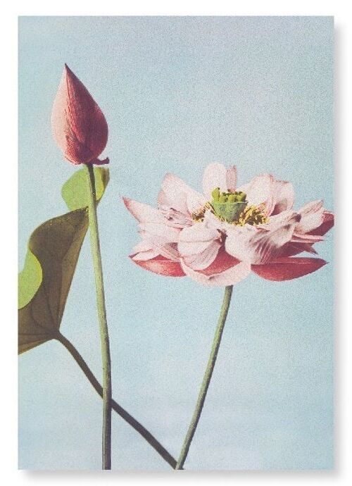 PHOTOMECHANICAL PRINT OF LOTUS FLOWERS C.1890  2xPrints