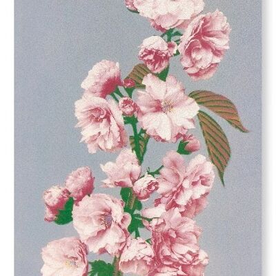 PHOTOMECHANICAL PRINT OF CHERRY BLOSSOM C.1890  2xPrints