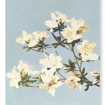 PHOTOMECHANICAL PRINT OF AZALEAS C.1890  Art Print