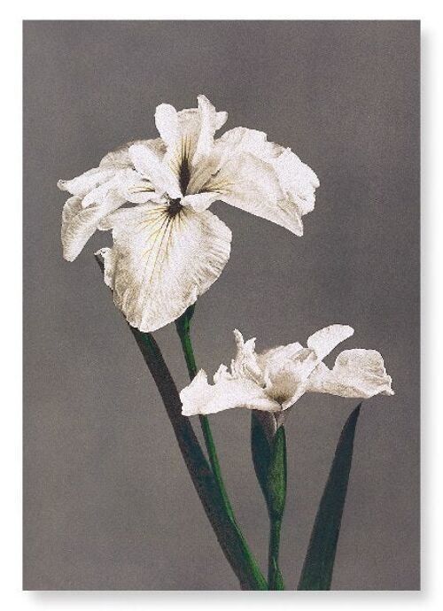 PHOTOMECHANICAL PRINT OF IRIS KÆMPFERI 1896  Art Print