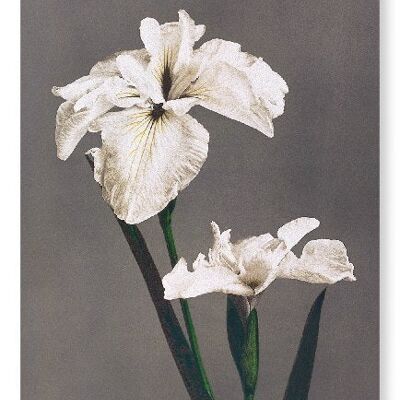 PHOTOMECHANICAL PRINT OF IRIS KÆMPFERI 1896  Art Print