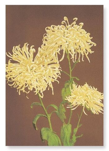 IMPRESSION PHOTOMÉCANIQUE DE CHRYSANTHÈMES C.1890 2xPrints 1