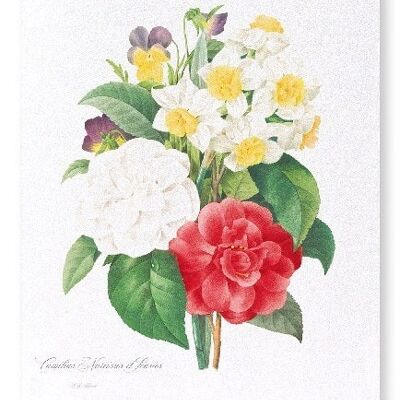 VIOLE DEL VIOLE, NARCISO E CAMELIA (COMPLETO): Stampa artistica