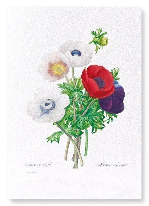 ANEMONE (FULL): Art Print