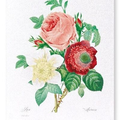CLEMATIS & PINK ROSE (FULL): Art Print