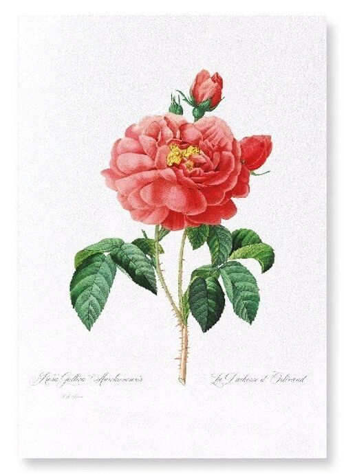 GALLICA ROSE (FULL): Art Print