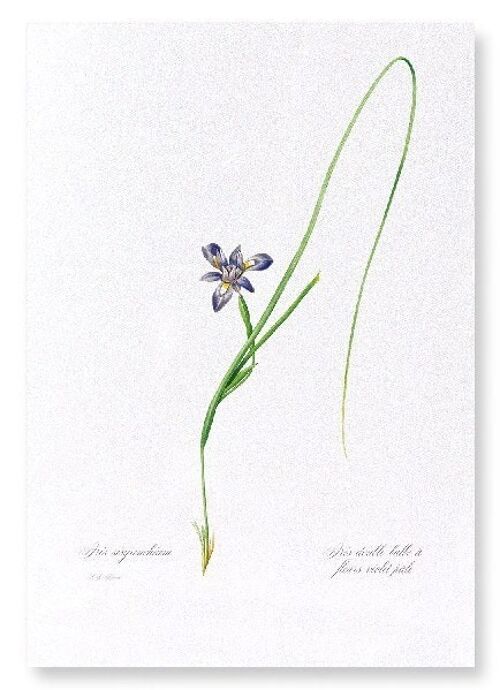 SISYRINCHIUM IRIS (FULL): Art Print