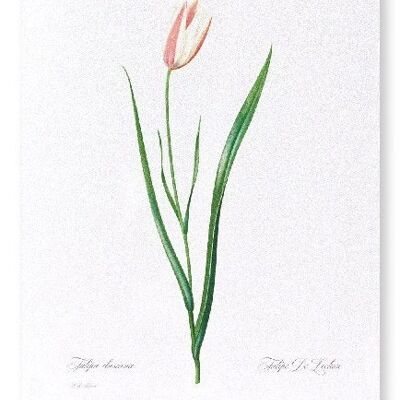 LADY TULIP (COMPLETO): Stampa artistica