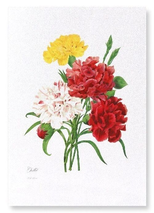 CARNATION (FULL): Art Print